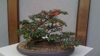 How to Care Cotoneaster Bonsai [upl. by Enaelem]