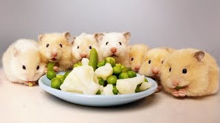 Cutest Baby Hamsters That Will Make You Go Aww [upl. by Ayaet]