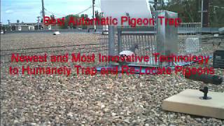 Automatic Pigeon Trap [upl. by Suiradel]