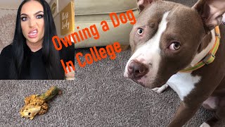 10 Cons of Owning a Dog in College [upl. by Ntsuj253]