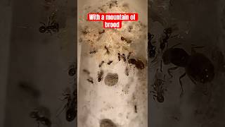 Pheidole ceres colony with first majors and brood pile [upl. by Suirauqram]