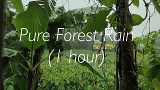 Light and soft forest rain 1 hour [upl. by Grae415]