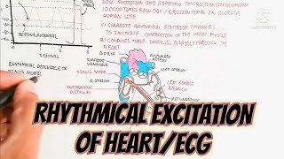 Rhythmical Excitation Of HeartECG umerfarooqbiology7083 [upl. by Garett851]