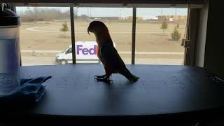 Izzy the Caique just hopping around in a silhouette [upl. by Wampler55]