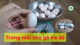 Trứng gà giả trứng mồi cho gà tre đẻ TRGH [upl. by Adehsor350]