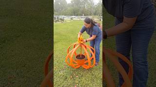 Beautiful Pumpkins for Decoration your Gardenplanthack diyprojects plantslover shortsfyp diy [upl. by Memberg]