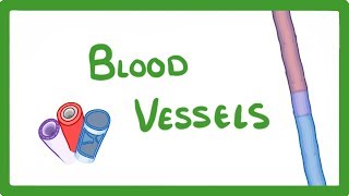 GCSE Biology  Blood Vessels 24 [upl. by Joses154]