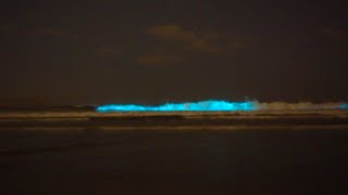 Bioluminescence in Ocean Beach San Diego [upl. by Tonye376]