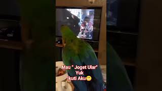 Burung Ini quotJoget Ularquot Axl Roses😁shorts axlrose viral [upl. by Hubbard]