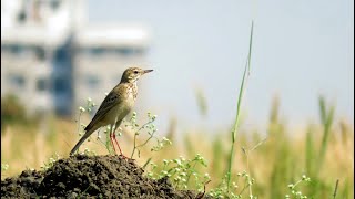 Pipit White Wagtail Citrine Wagtail Larks  birds walking on ground  হেঁটে চলা পাখিরা [upl. by Ylrebmik]