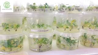 Ep3 Plant tissue cultureStages in plant tissue culture [upl. by Birchard]