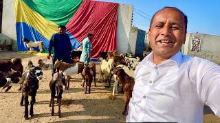 320000 Main 8 Bakray Khareed Liye  Mubashir Saddique  Village Food Secrets [upl. by Annaxor]