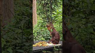 Забота матери ❤️ орангутан orangutan orangutanborneo monkeys sandakansabah sepilok [upl. by Laurance49]