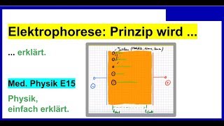 Elektrophorese einfach erklärt auch für Medizinische Physik E15 [upl. by Nura]