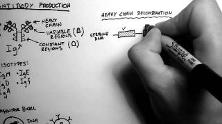 BCells 2  Antibody Production and Recombination [upl. by Arul]