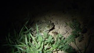 Western Spadefoot Toad [upl. by Eatnad]