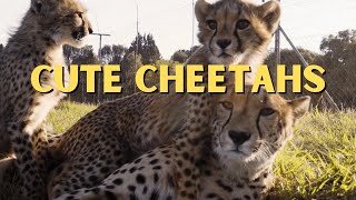 Cute Cheetahs At Cheetah Experience [upl. by Meehyr]