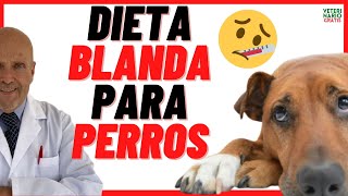 🟣 DIETA BLANDA PARA PERROS con DIARREA o GASTRITIS 🟣 Que darle de comer a un Perro con Diarrea [upl. by Jaquenette]