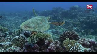 TOPDIVE Rangiroa 2016  4K [upl. by Llenrahc]