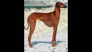 The Azawakh is an ancient dog breed from the Sahara Desert [upl. by Minta829]