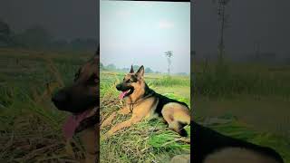 Jerman Seaford dog germanshepherd realdog [upl. by Ailito]