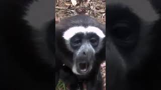 Gibbon Call Sound [upl. by Butta536]