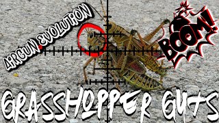 GIANT Grasshopper HUNT  EXPLODING SHOTS  Airgun Evolution [upl. by Eeliram733]