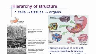 Animal Phyla Characteristics Part 1 [upl. by Oynotna]