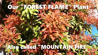 Our Giant and Blazing “Forest Flame” Plant [upl. by Torto]