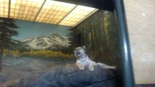 Tiger meowing at Lincoln Park Zoo 1 [upl. by Alcot]