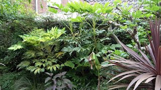 Fatsia japonica  Rate of Growth 2019  2024 [upl. by Neret29]