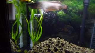 11 inch silver Arowana in 55 gallon tank [upl. by Daeriam]