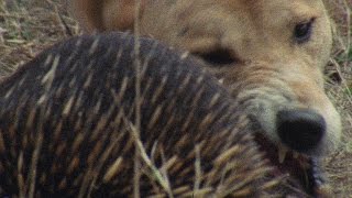 Meet the Echidna an Incredible FireProof Spiny Anteater [upl. by Zelma573]