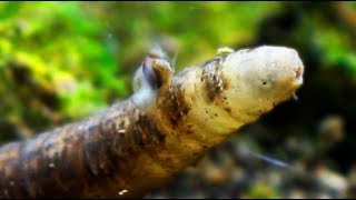 MICROFAUNA in ACQUARIO DOLCE Vermi Insetti e Larve [upl. by Martella]