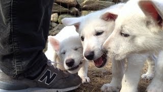 Puppy Pile  Puppies Chewing My Shoes [upl. by Ruyle]