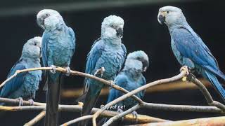 Spix macaw  Ararinha na Natureza project  pyafnet [upl. by Aieken]