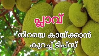 പ്ലാവ് നിറയെ കായ്ക്കാൻ ഇത്രയേ വേണ്ടൂ  Jackfruit Tree Malayalam [upl. by Eikcin267]