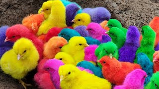 Menangkap ayam lucu ayam warna warni ayam rainbow bebek angsa ikan hias ikan cupang Kelinci [upl. by Azeel]