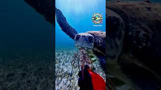 Feeding this gentle giant 🐢 turtle spinylobster underwaterlife adventure adrenalinerush dive [upl. by Aneehsor]