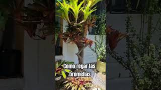 Cómo regar las bromelias artemodayplantaslilianamuñoz plantas cali [upl. by Tyra]