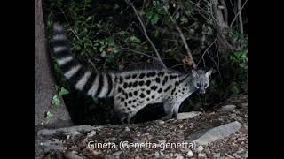 Fotografía de mesocarnivoros en el Parc del Montseny Barcelona [upl. by Nodnalb86]