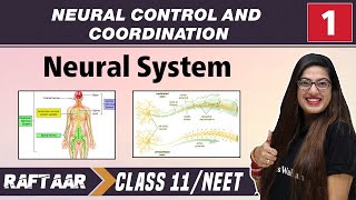 Neural Control and Coordination 01  Neural System  Class11NEET [upl. by Justus925]