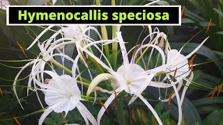 Hymenocallis speciosa Spider Lily [upl. by Kassey]