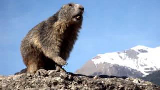 Marmotte qui siffle [upl. by Ecinaej]