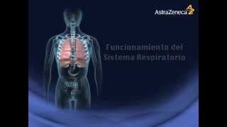 Funcionamiento del Sistema Respiratorio Tel 6643784817 [upl. by Allimrac]