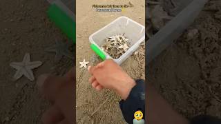 Rescue mission over 100 starfish safely returned to their home 🥺 [upl. by Atnoek]