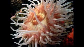 Facts The Sea Anemone [upl. by Annelak321]