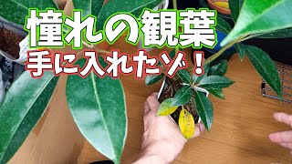 憧れのツピタンサス入手ピカピカに磨いてみました！ [upl. by Eatnoed]