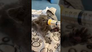 Syringe feeding my foster kittens 🐈‍⬛🍼 fosterkittens babykittens orphankitten rescuekitten [upl. by Lennard]