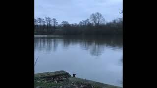 CarpLife Bird Torch in action wwwCarpLifeukcom [upl. by Cirdnek]